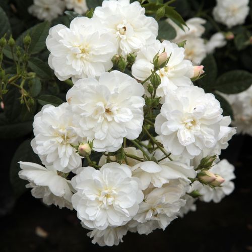 Shop - Rosa Ausram - weiß - floribundarosen - diskret duftend - David Austin - Ihre Büsche werden von ihren winzigen, weißen, gefüllten Blüten vollständig bedeckt.